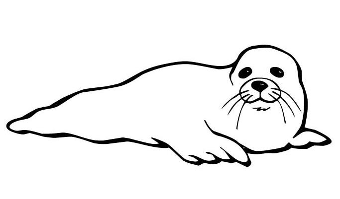 coloriage joli phoque